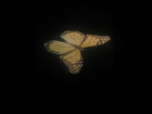 A 3D image of a CG butterfly