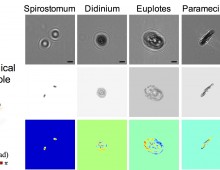 Dictionary-based phase retrieval for on-chip holographic video Dictionary-based phase retrieval for on-chip holographic video